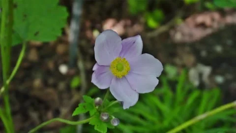 Chinese Anemone Stock Footage 207083341