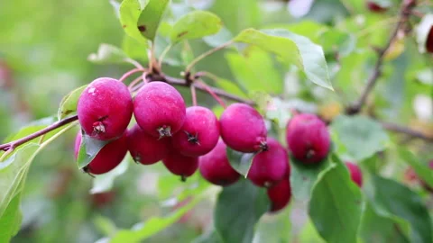 Chinese apples Stock Footage 114664897
