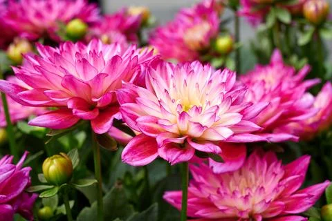 Chinese Aster Stock Photos
