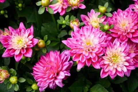 Chinese Aster Stock Photos