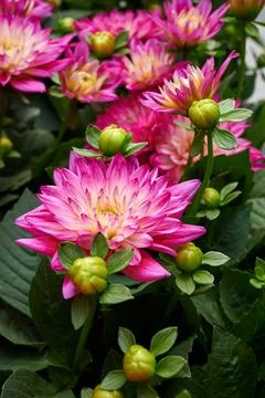 Chinese Aster Stock-Fotos