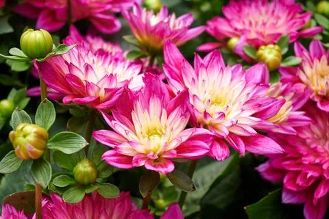 Chinese Aster Stock Photos
