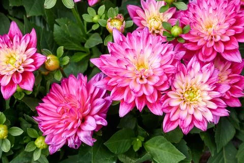 Chinese Aster Stock Photos