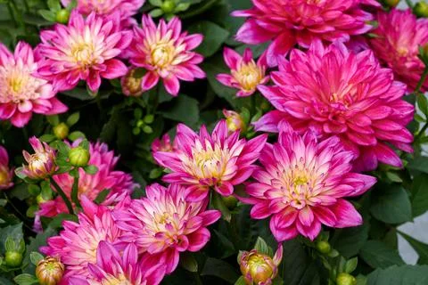 Chinese Aster Stock Photos