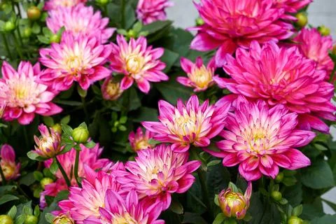 Chinese Aster Stock Photos