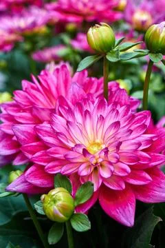 Chinese Aster Stock Photos