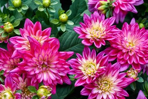 Chinese Aster Stock Photos