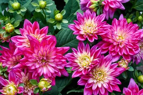 Chinese Aster Stock Photos