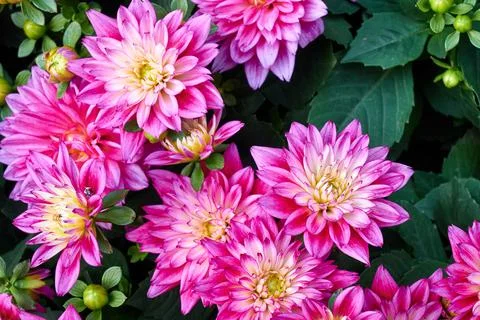 Chinese Aster Stock Photos