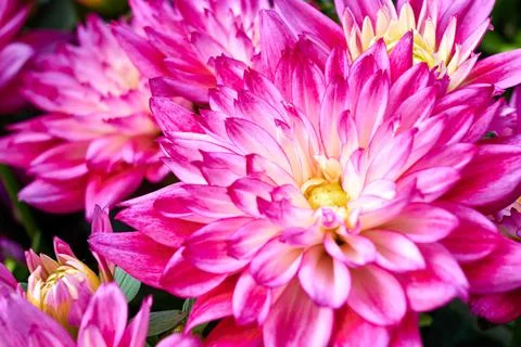 Chinese Aster Stock Photos