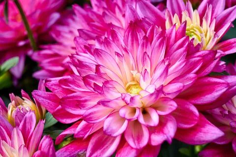 Chinese Aster Stock-Fotos