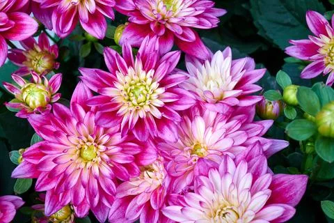 Chinese Aster Stock Photos