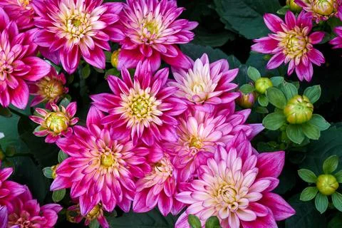 Chinese Aster Stock Photos