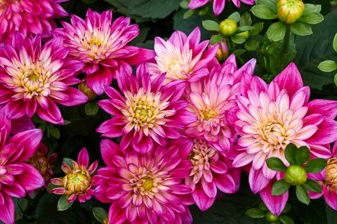 Chinese Aster Stock Photos