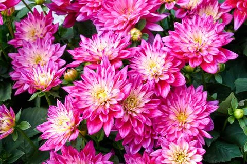 Chinese Aster Stock Photos