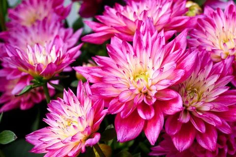 Chinese Aster Stock Photos
