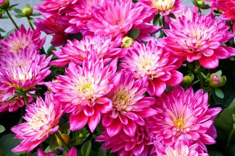 Chinese Aster Stock Photos