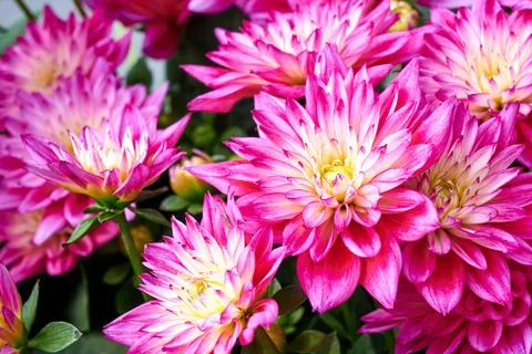 Chinese Aster Stock Photos