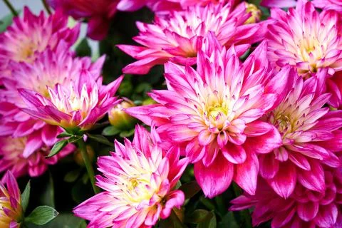Chinese Aster Stock Photos