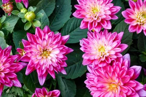 Chinese Aster Stock Photos