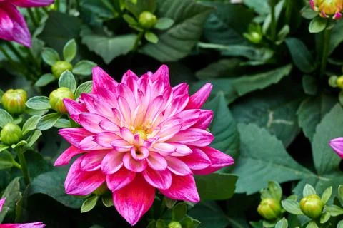 Chinese Aster Stock Photos