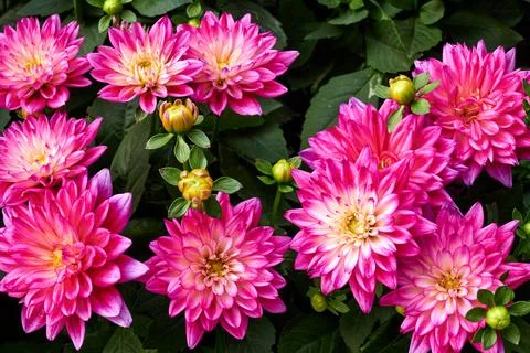 Chinese Aster Stock Photos