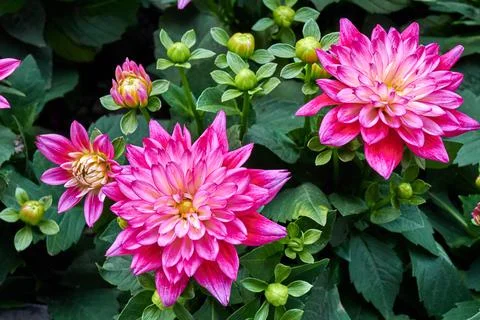 Chinese Aster Stock Photos