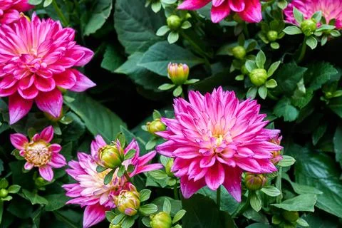 Chinese Aster Stock Photos