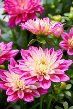 Chinese Aster Stock Photos