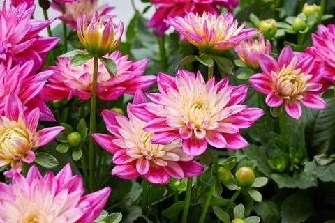 Chinese Aster Stock Photos