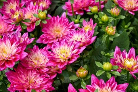 Chinese Aster Stock Photos