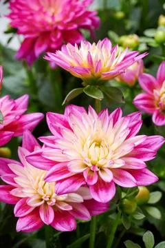Chinese Aster Stock Photos