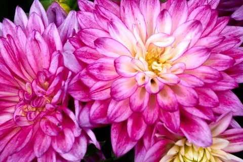 Chinese Aster Stock Photos