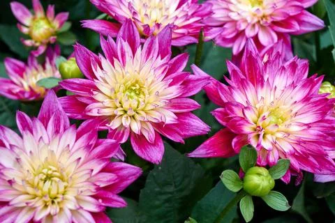 Chinese Aster Stock Photos