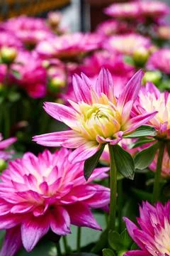 Chinese Aster Stock Photos