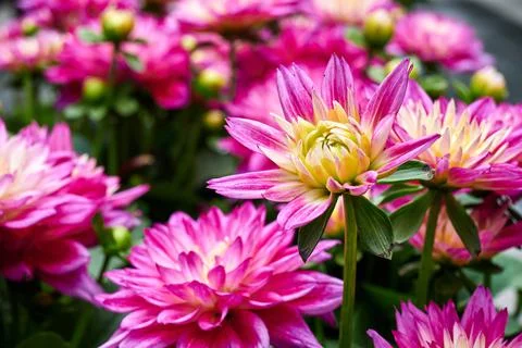 Chinese Aster Stock Photos