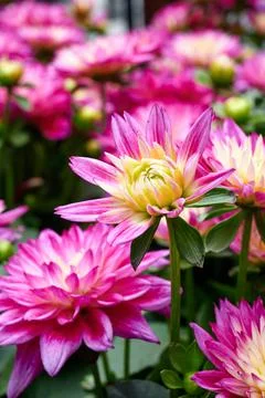 Chinese Aster Stock Photos