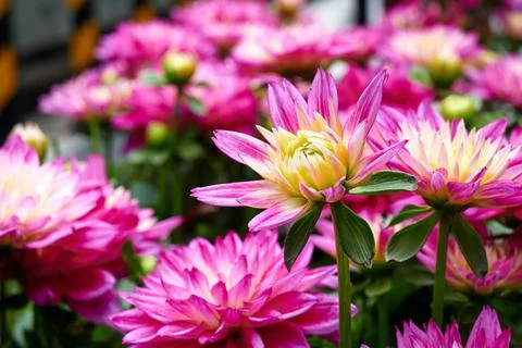 Chinese Aster Stock Photos