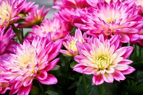 Chinese Aster Stock Photos