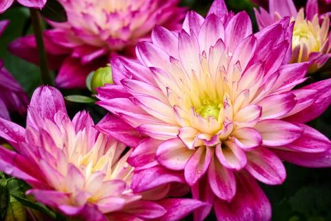 Chinese Aster Stock Photos