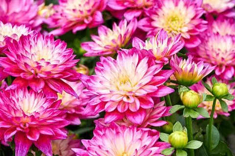 Chinese Aster Stock Photos