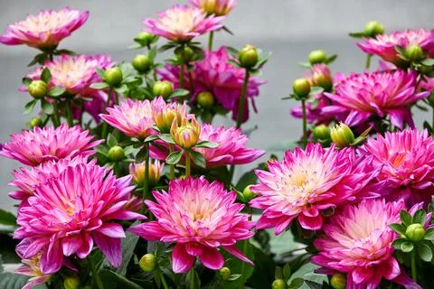 Chinese Aster Stock Photos