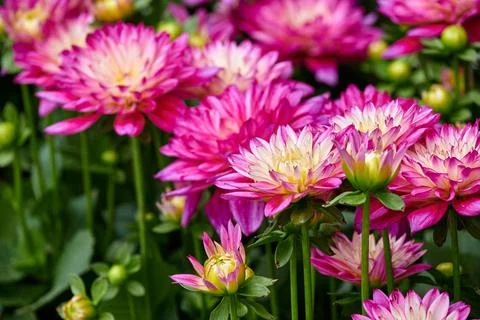 Chinese Aster Stock Photos