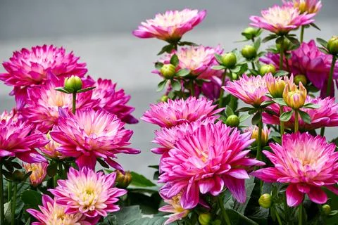 Chinese Aster Stock Photos
