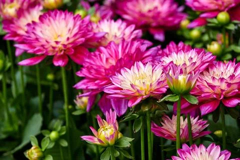 Chinese Aster Stock Photos