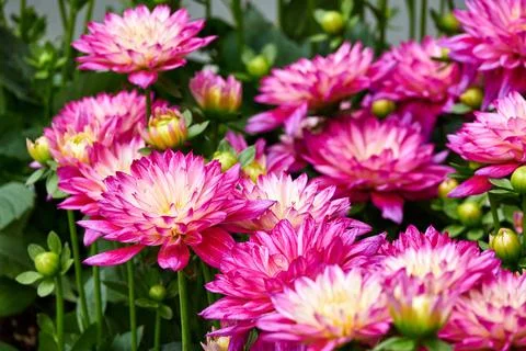 Chinese Aster Stock Photos