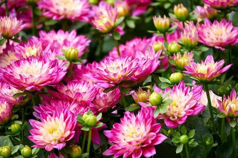 Chinese Aster Stock Photos