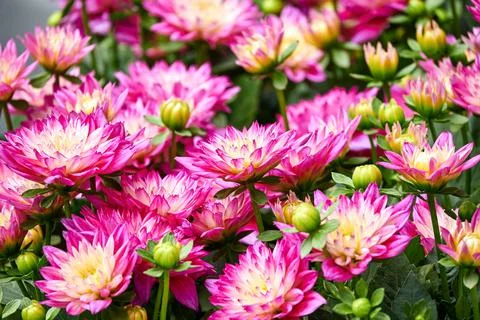 Chinese Aster Stock Photos