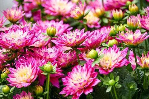Chinese Aster Stock Photos