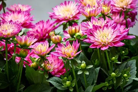 Chinese Aster Stock-Fotos